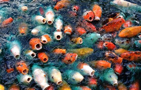 夢見魚缸很多魚號碼 竹 樹木